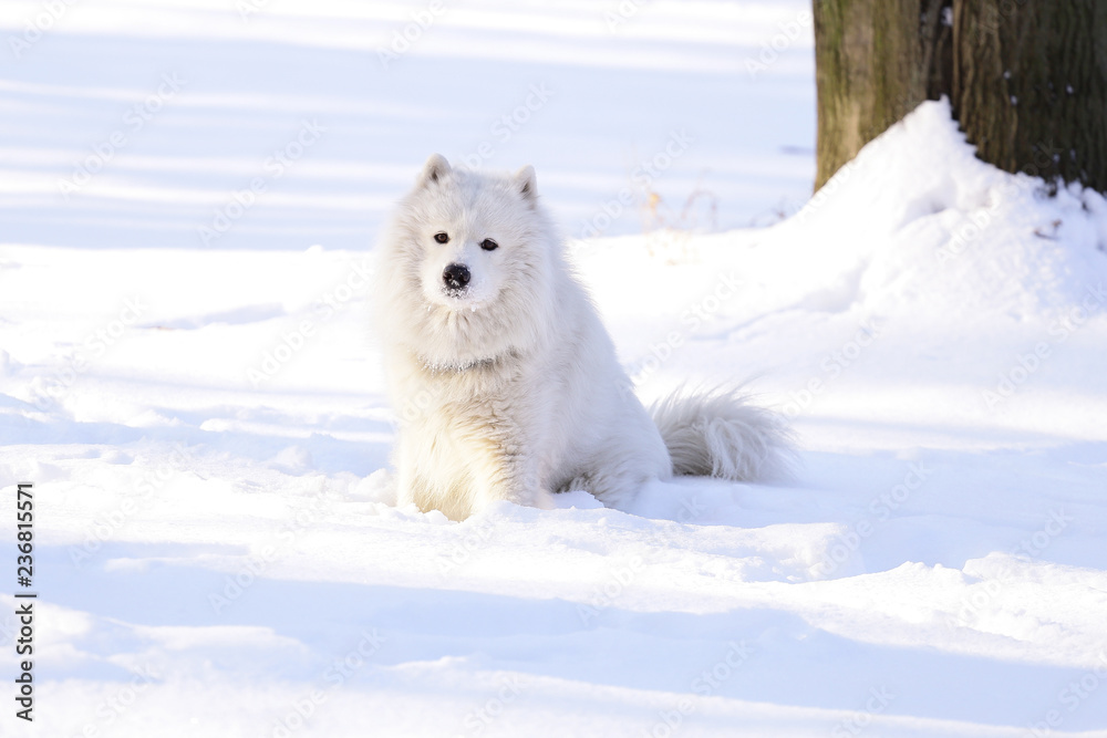Beautiful dog Samoyed in the forest in the park on the snow Beautiful dog Samoyed in the forest in the park on the snow