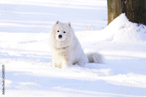 Beautiful dog Samoyed in the forest in the park on the snow