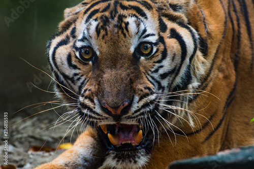 Close Up Portraits of roaring Tiger.