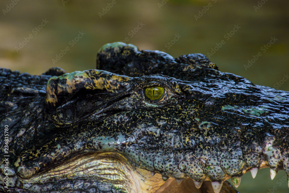 The head of a crocodile. Close-up