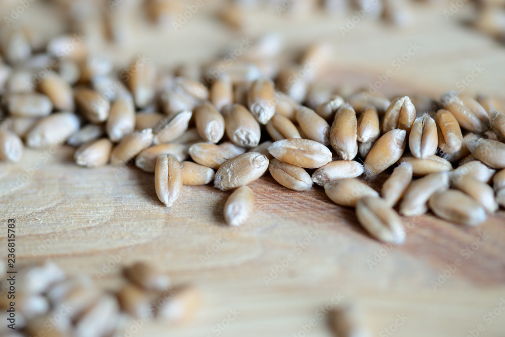 Scattered wheat grains on wooden background close up Scattered wheat grains on wooden background close up