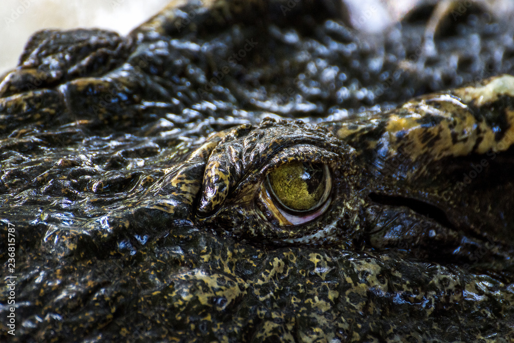 Fototapeta premium Eye Crocodile Close-up