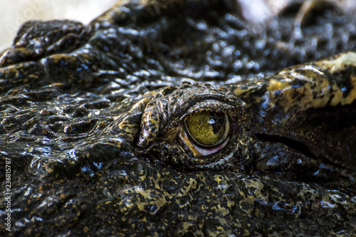 Eye Crocodile Close-up