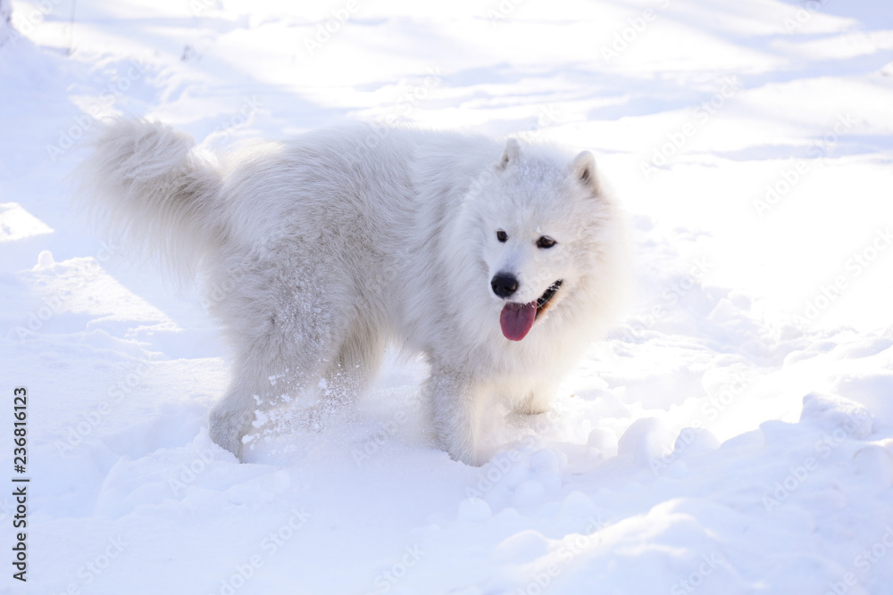 Beautiful dog Samoyed in the forest in the park on the snow Beautiful dog Samoyed in the forest in the park on the snow