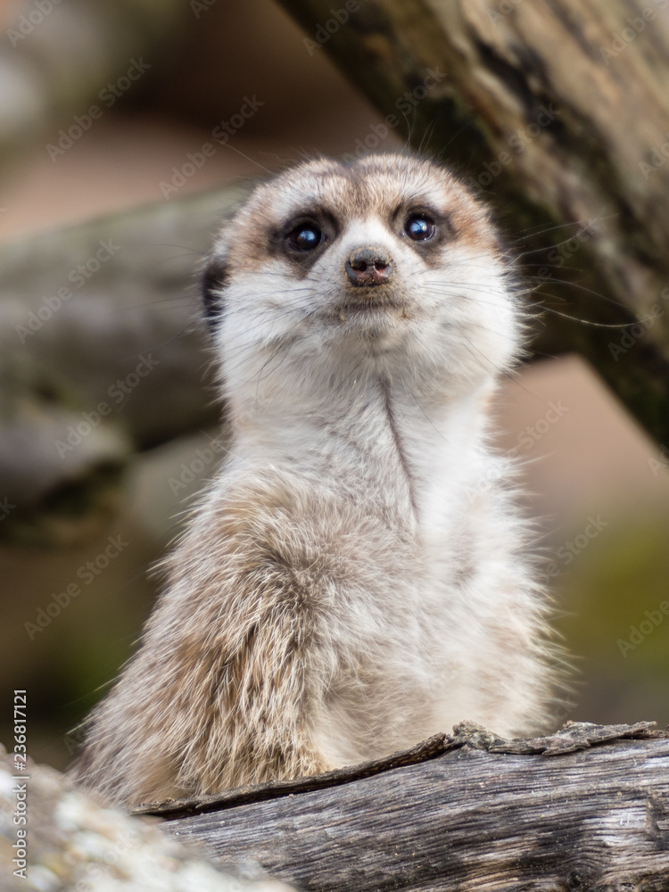 Fototapeta premium Erdmännchen Suricata suricatta