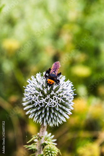 Wasp, hornet, bee, field flower.