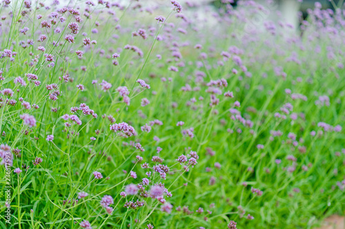 Purple Flower Garden Beautiful Flower Garden With key copy space