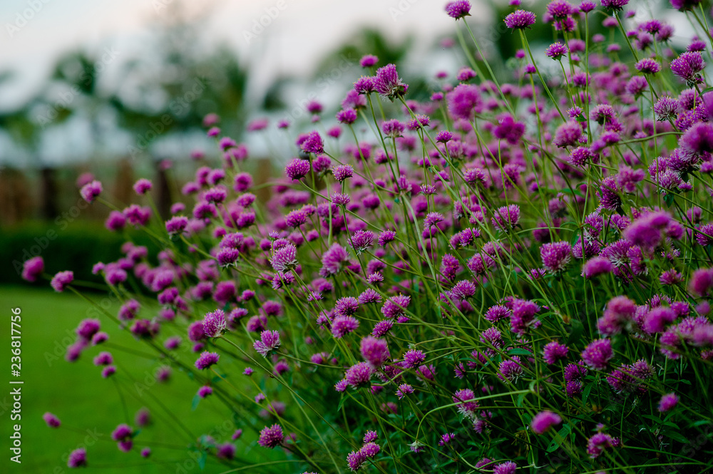 Fototapeta premium Purple Flower Garden Beautiful Flower Garden With key copy space