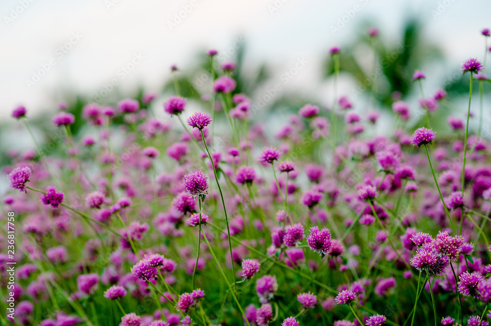 Purple Flower Garden Beautiful Flower Garden With key copy space Purple Flower Garden Beautiful Flower Garden With key copy space