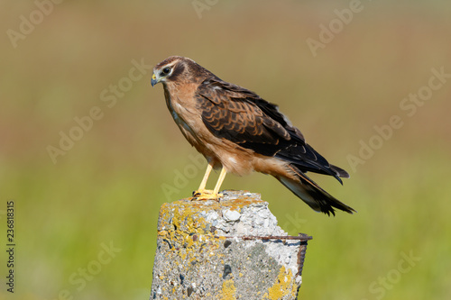 Montagu's Harrier (Circus pygargus). photo
