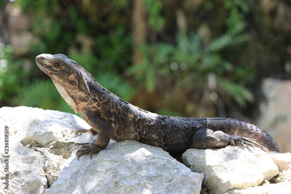 Portrait of Mexican iguana in the wild Tulum Maya Mexico summer travel Portrait of Mexican iguana in the wild Tulum Maya Mexico summer travel