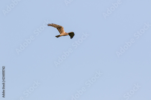 Montagu's Harrier (Circus pygargus).