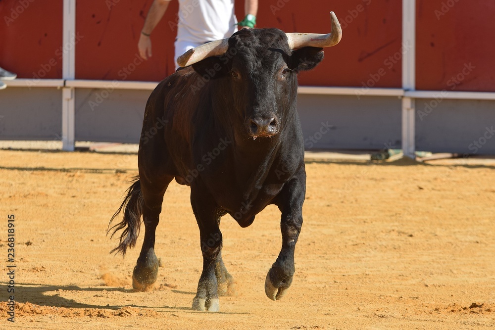 Spanish bull Spanish bull