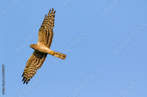 Billede på lærred Montagu's Harrier (Circus pygargus).