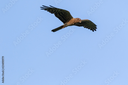 Montagu s Harrier  Circus pygargus .