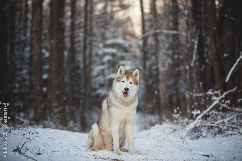 Close-up Portrait of gorgeous and free Siberian Husky dog sitting in the winter forest at sunset.