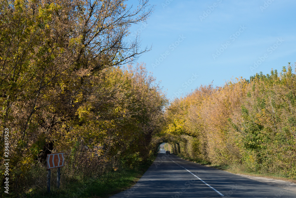 Naklejka premium Tree tunnel with sunlight,autumn landscape.