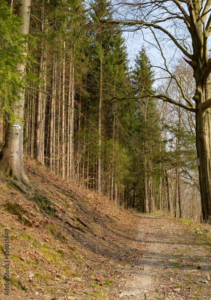 Obraz premium coniferous forest in spring