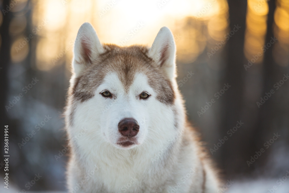 Close-up portrait of free, prideful and beautiful siberian Husky dog sitting on the snow in winter forest at sunset Close-up portrait of free, prideful and beautiful siberian Husky dog sitting on the snow in winter forest at sunset