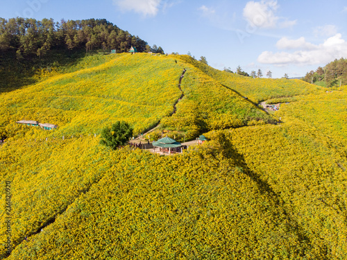 Tung Bua Tong is Mexican sunflower field with morning in Mae U Kho, Khun Yuam District, Mae Hong Son,