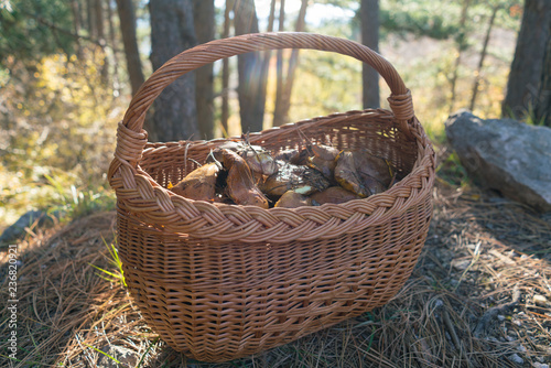 Wicker basket full of forest mushrooms on nature background