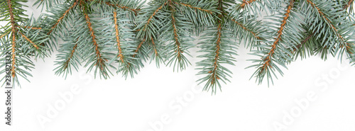 fir branch with cones