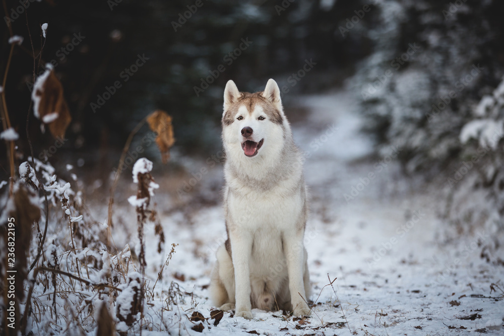 Portrait of gorgeous siberian husky dog sitting on the snow path in the forest in winter on fir-trees background