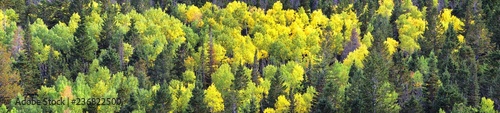 Late Summer early Fall panorama forest views hiking through trees in Indian Canyon, Nine-Mile Canyon Loop between Duchesne and Price on US Highway 191, in the Uinta Basin Range of Utah United States, 