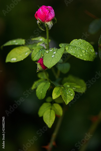 gartenrose photo