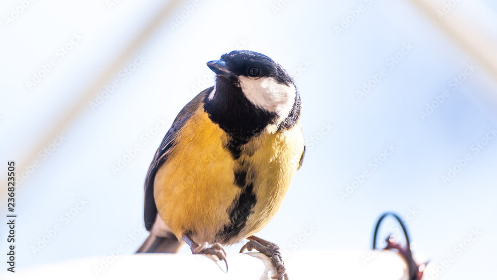 Obraz premium birds