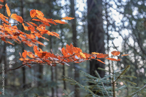 Fototapeta Naklejka Na Ścianę i Meble -  Orange autumn leaves in Polish mountains