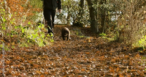 Couple walking their dog across autumn leafs. Cute dogs on a walk running. 4K