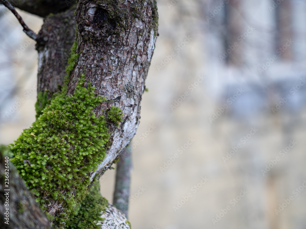 Obraz premium Green moss on tree, selective focus with blur background