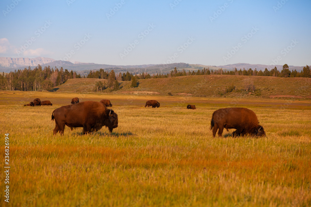 The herd bison in Yellowstone National Park, Wyoming. USA.