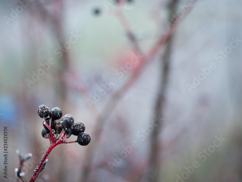 Frosted berry afrer sleet, selective focus with blur background