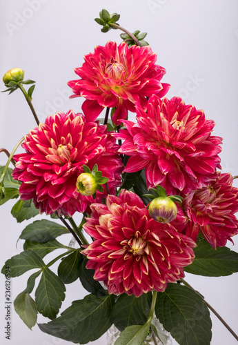 Fototapeta Naklejka Na Ścianę i Meble -  Red dahlia flower isolated on white background