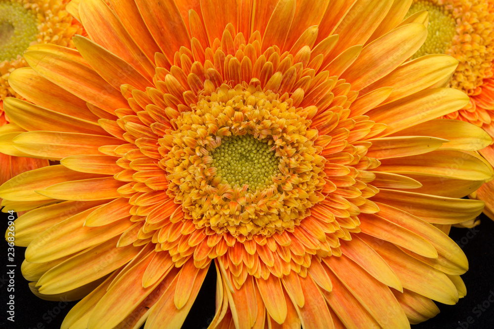 Subtle orange gerbera flowers on black background Subtle orange gerbera flowers on black background