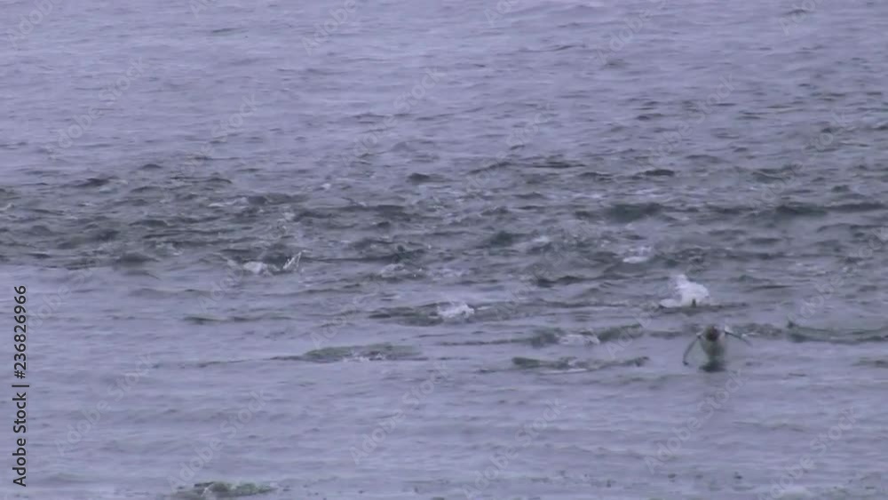 group of Gentoo Penguin that swims across the ocean towards the shore group of Gentoo Penguin that swims across the ocean towards the shore