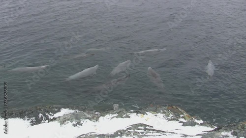 group of crabeater seal which swim along the coast of the arctic island