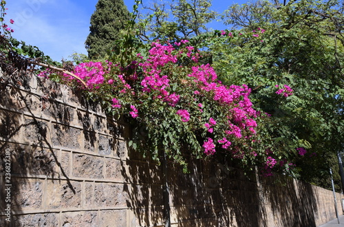 Pink blühende Bougainvillea an einer Mauer vor strahlend blauem Himmel photo