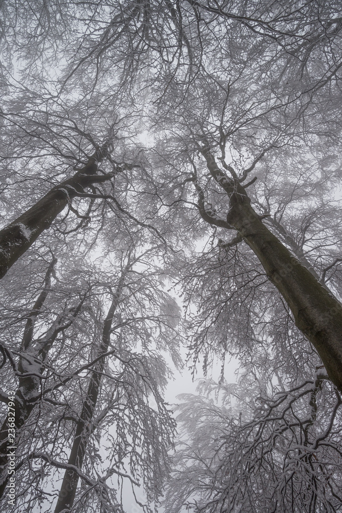 Mysterious woods in winter
