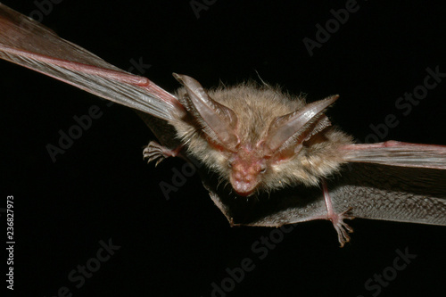 Bechstein's bat flying in the dark. A rare and endangered European species of night active mammal.