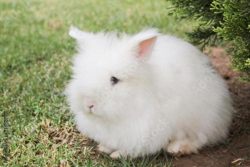 furry white rabbit on a green meadow looking at the camera photo