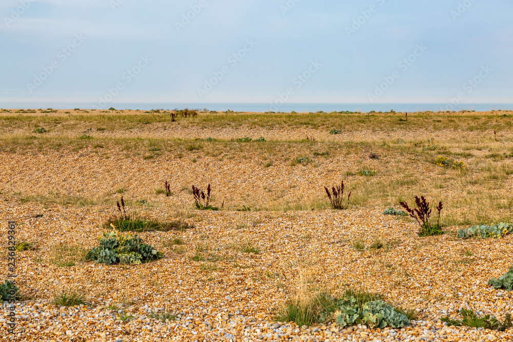 Looking out to sea over the pebble beach, at Dungeness in Kent Looking out to sea over the pebble beach, at Dungeness in Kent