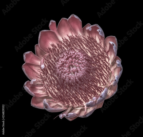 surrealistic macro of a red glowing protea blossom on black background,floral image of the inner of a single isolated bloom with detailed texture in painting style photo