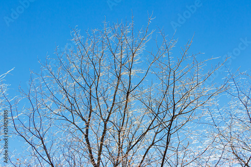 Iced tree branches against the blue sky winter landscape
