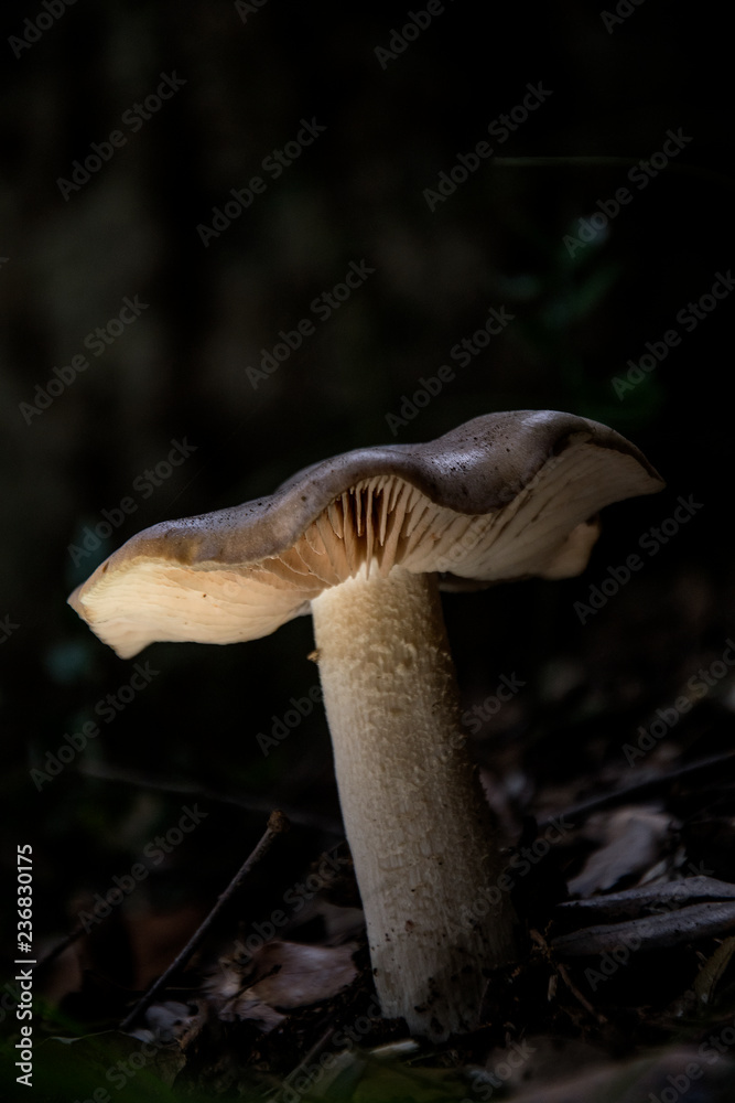 fungo