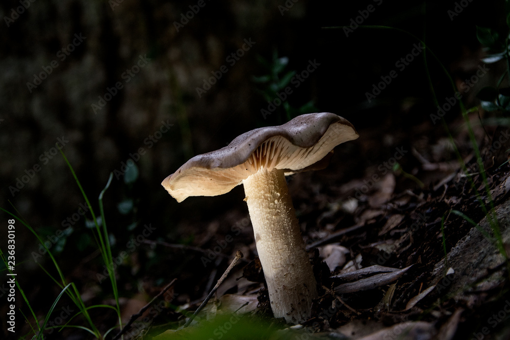 fungo