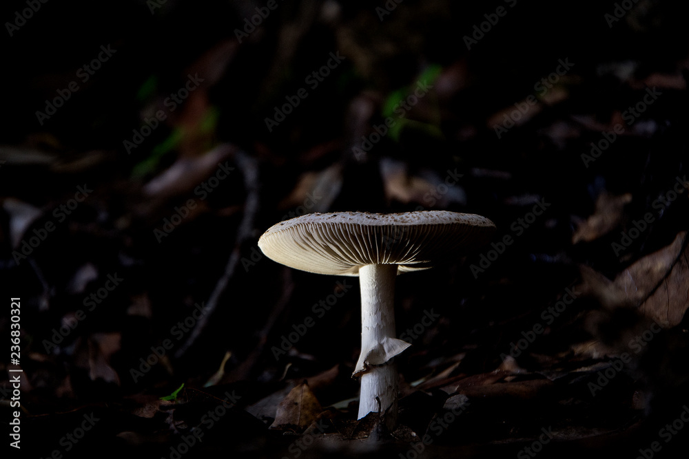 fungo