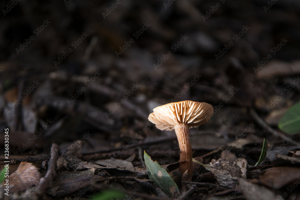 fungo